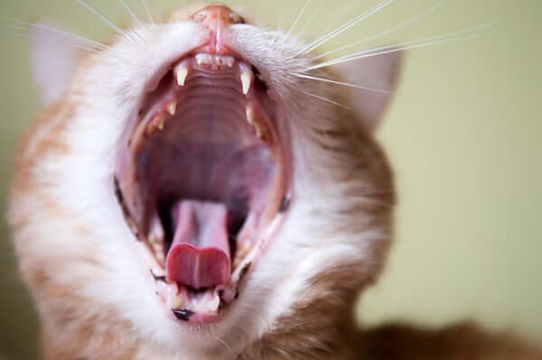 Cat Dental in Scottsdale