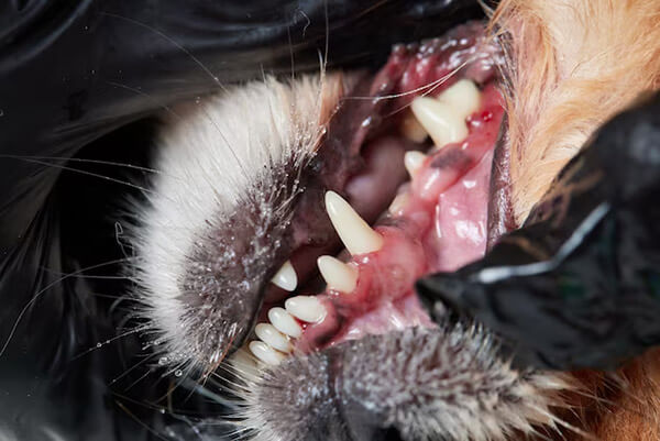 Pet Dental Tartar in Scottsdale