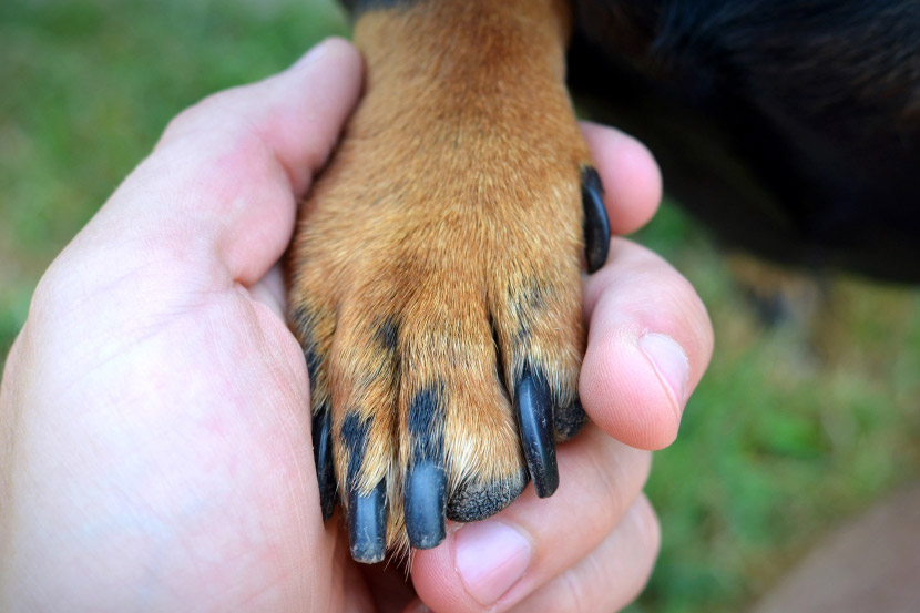 Dog Pedicure