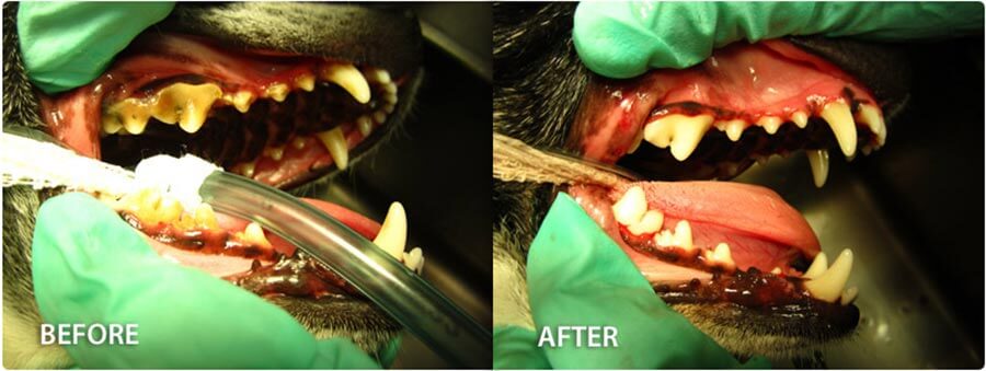 Pet Dental Care in Scottsdale