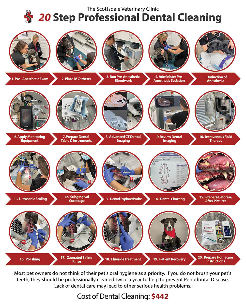 Pet Dental Steps in Scottsdale