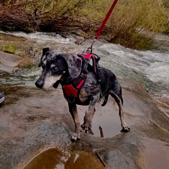 Rocky