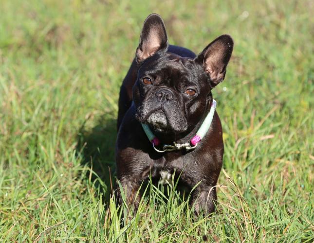 Feeding a Dog with Diarrhea: A Veterinarian’s Advice