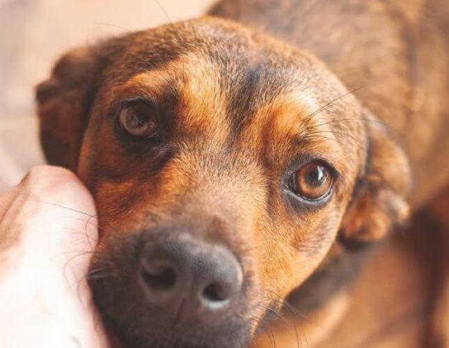 Why is my dog having diarrhea?