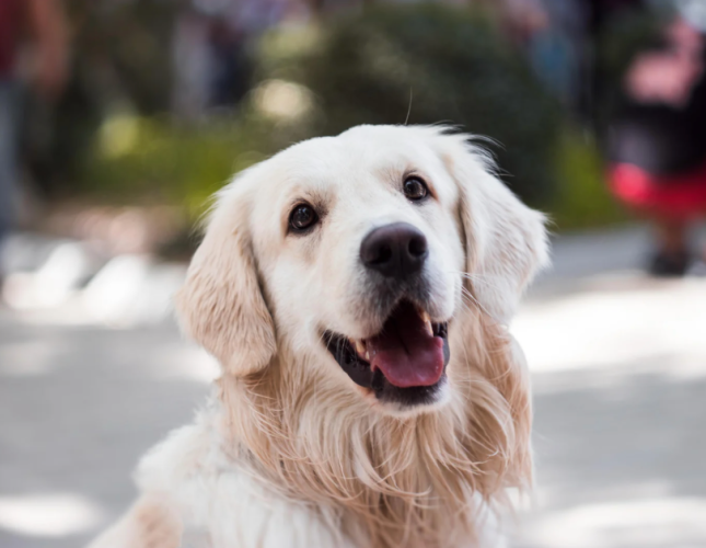 How Often Should You Get Your Pet’s Teeth Cleaned?