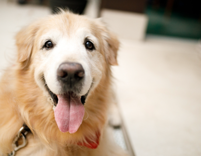 Arthritis Prevention: What Every Pet Owner Should Know