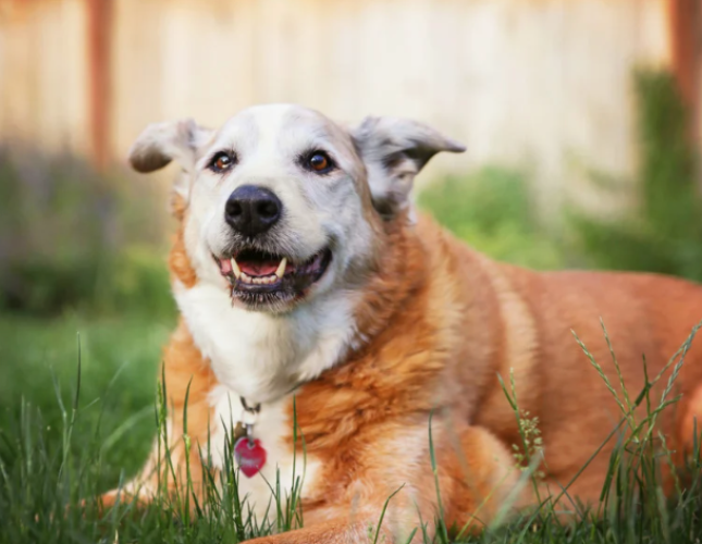 Nutrition Tips to Support Joint Health in Aging Pets