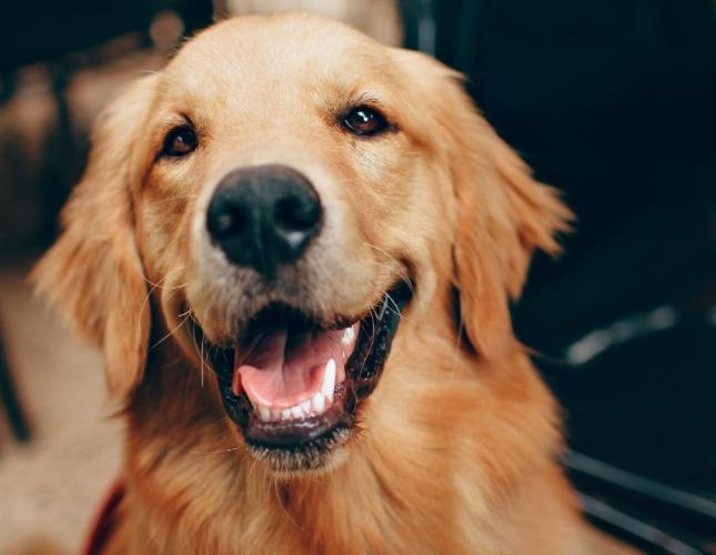 Chocolate, Xylitol, and Grapes—Why These Favorites Are Dangerous