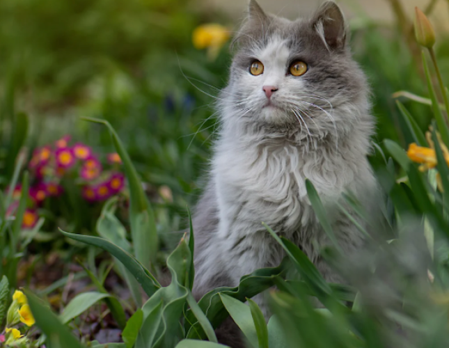 Is Your Garden Pet-Safe? Toxic Plants to Watch Out For