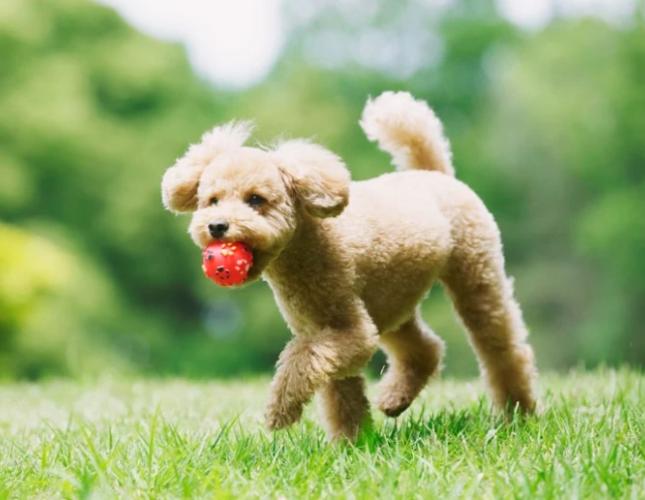 Is That Chew Toy Safe? Materials That Could Be Toxic for Your Pet in Their Toys