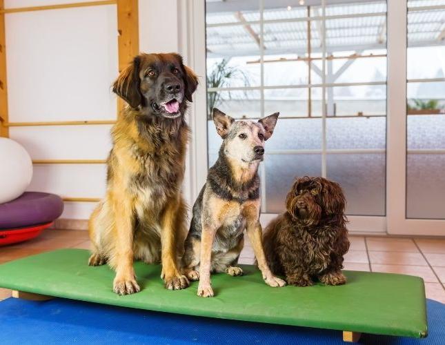 Boarding Your Dog? How to Keep Them Safe From Kennel Cough