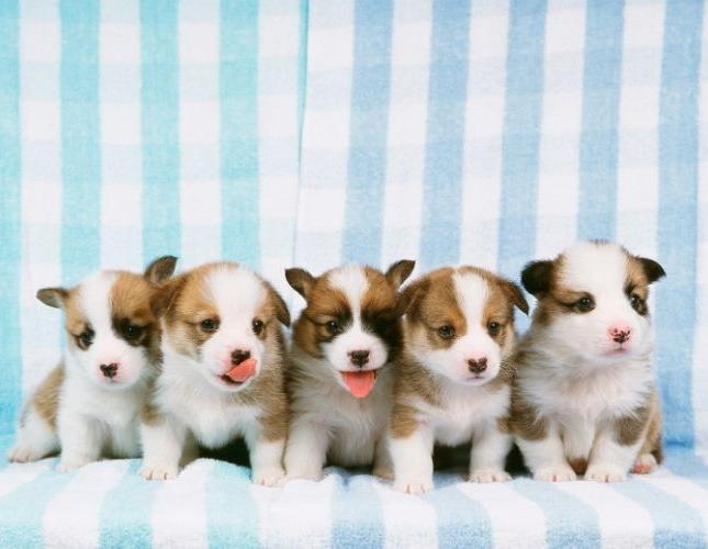 Spotting Parvo Early: What Every Pet Owner Should Know