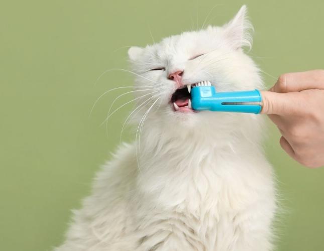 Keeping Smiles Bright: Dog Breeds at Higher Dental Disease Risk and Cat Dental Health Tips