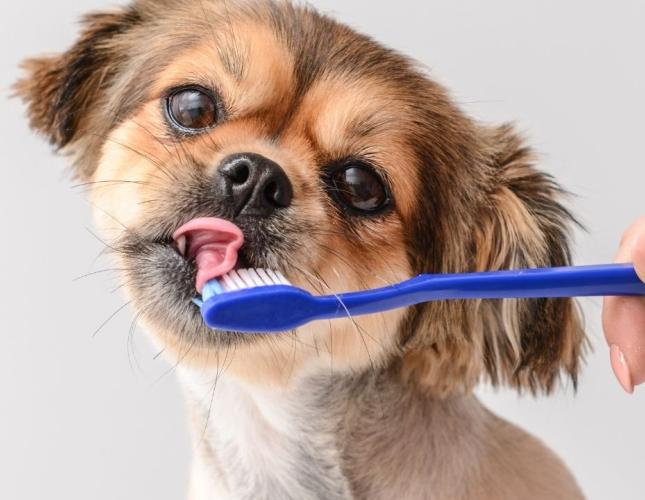 How to Care for your Pet's Dental Health at Home