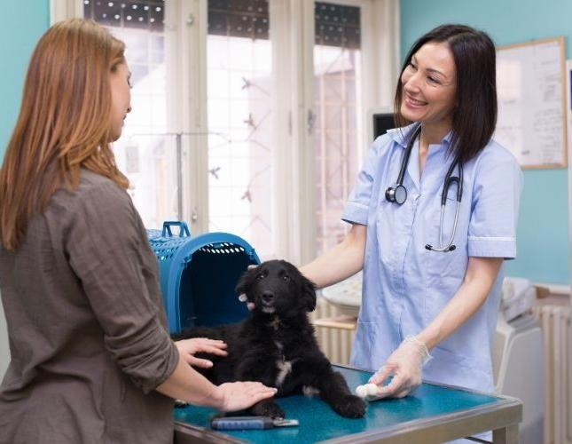 Emergency Vet vs. Regular Vet Clinic: What’s the Difference?