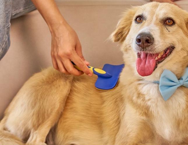 Shedding Season in Scottsdale: Tips to Prepare Your Pet and Your Home