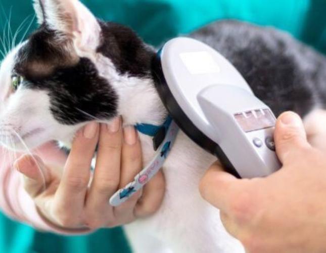 Small Chip, Lifelong Protection: When to Microchip Your Puppy or Kitten