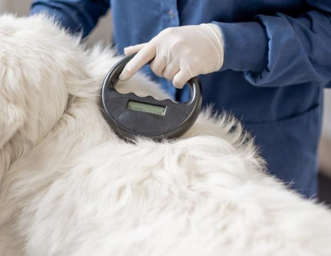 What Happens During a Microchipping Appointment? A Step-by-Step Guide for Scottsdale Pet Owners