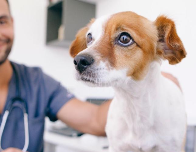 Valley Fever in Pets: What Every Arizona Pet Owner Should Know