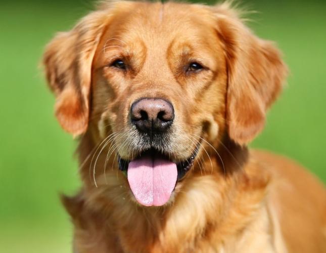 Valley Fever in Pets: Prevention Tips for Dog and Cat Owners in the Southwest