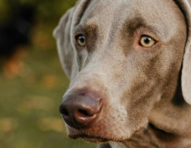Summer Celebrations Can Be Scary: Helping Your Pet Stay Calm During Fireworks and Monsoon Storms
