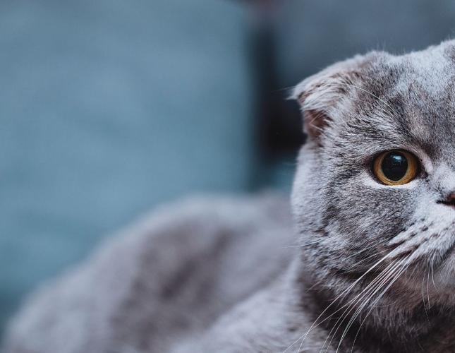 When Pet Anxiety Becomes a Health Concern: Knowing When Your Pet Needs Extra Support