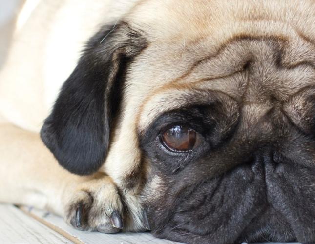 Understanding Anxiety in Pets: Signs Every Pet Owner Should Know