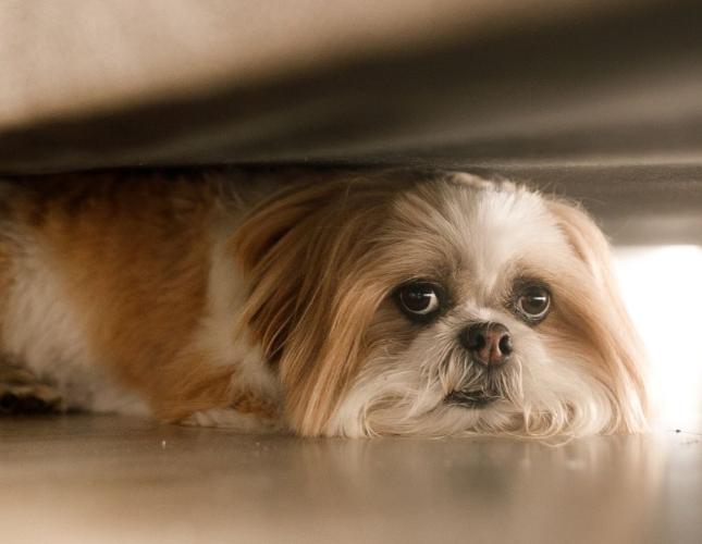 Helping an Anxious Pet: Practical Tips to Reduce Stress at Hom