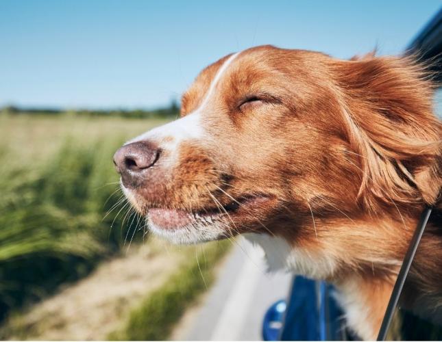 Summer Adventures with Your Pet: Travel Safety Tips for Road Trips, Camping, and Vacations