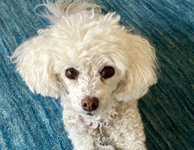 Remembering Annie