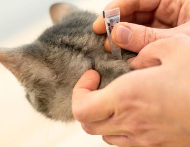 Fleas, Ticks, Mosquitoes, and Heartworms: What Scottsdale Pet Owners Need to Know This Season