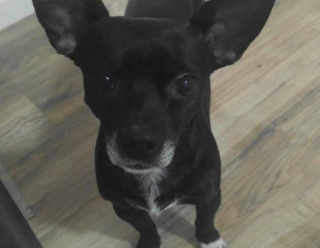 Remembering Blackie