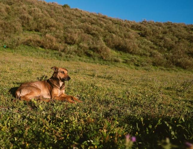 Scottsdale Fall Pet Care: What Changes When the Desert Finally Cools Down