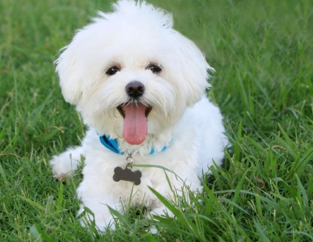When Does Your Pet Need Bloodwork? A Guide for Every Life Stage