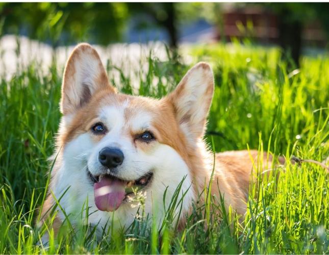 A Few Extra Pounds Can Change Your Pet’s Health: A Scottsdale Guide to Healthy Weight