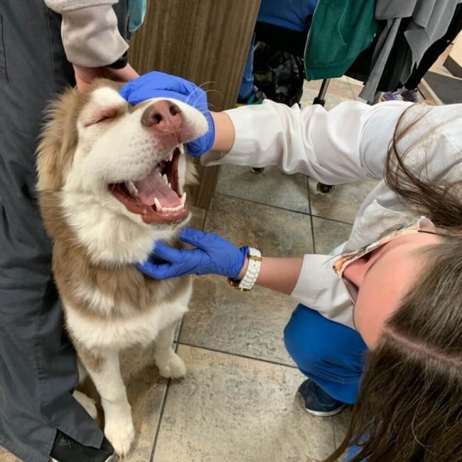 Pet Dental in Scottsdale