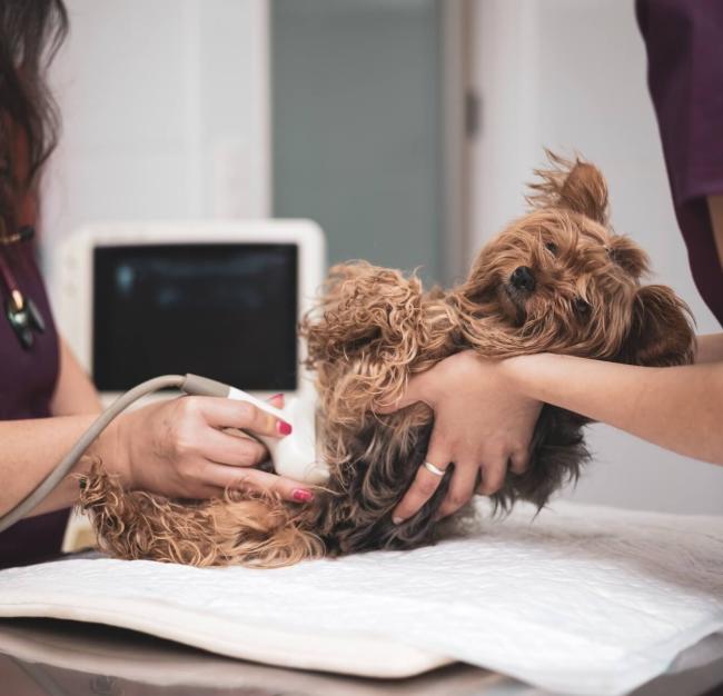 Pet Ultrasound in Scottsdale