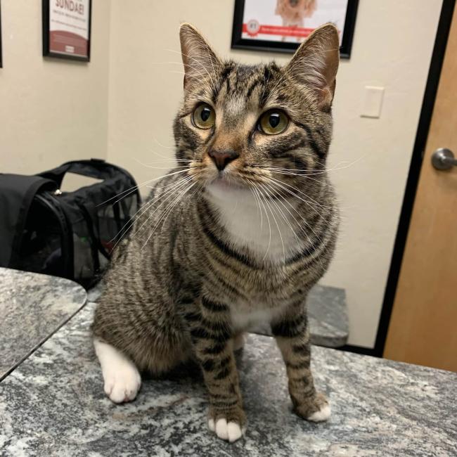 Pet Vaccinations in Scottsdale