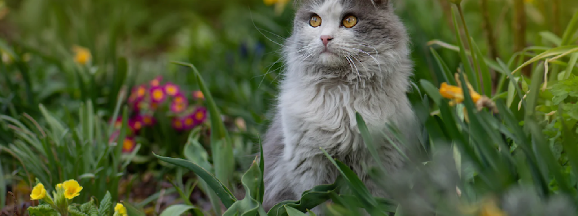 Cat outside 