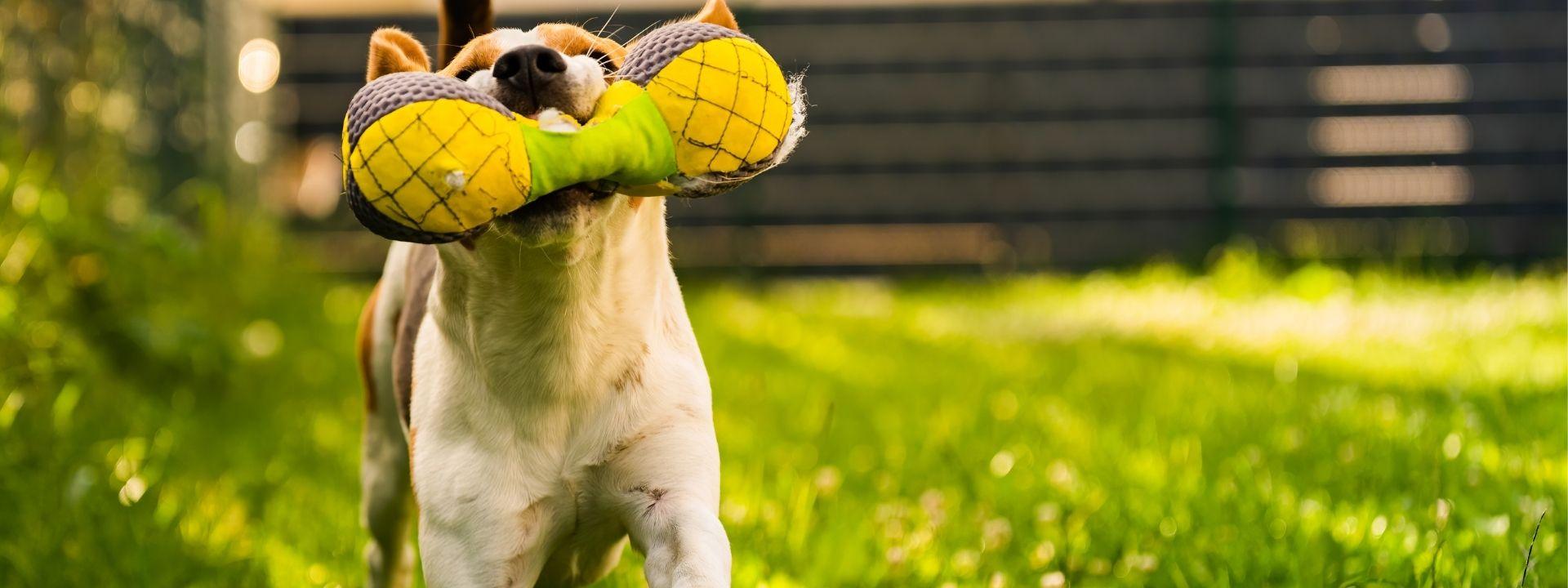 Tan dog playing with a yellow and green toy outside in it's mouth