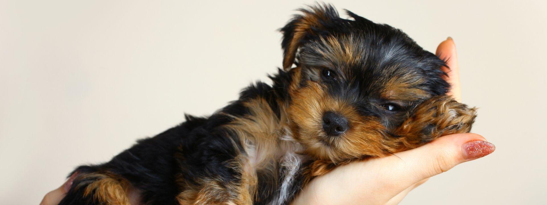 brown and black puppy laying in the hand of a woman with pink sparkle nails