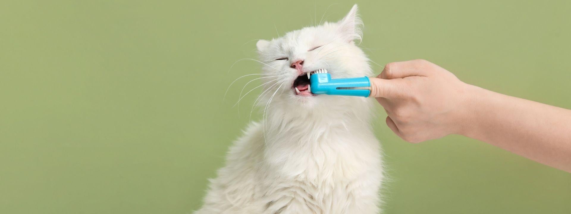 cat dental 