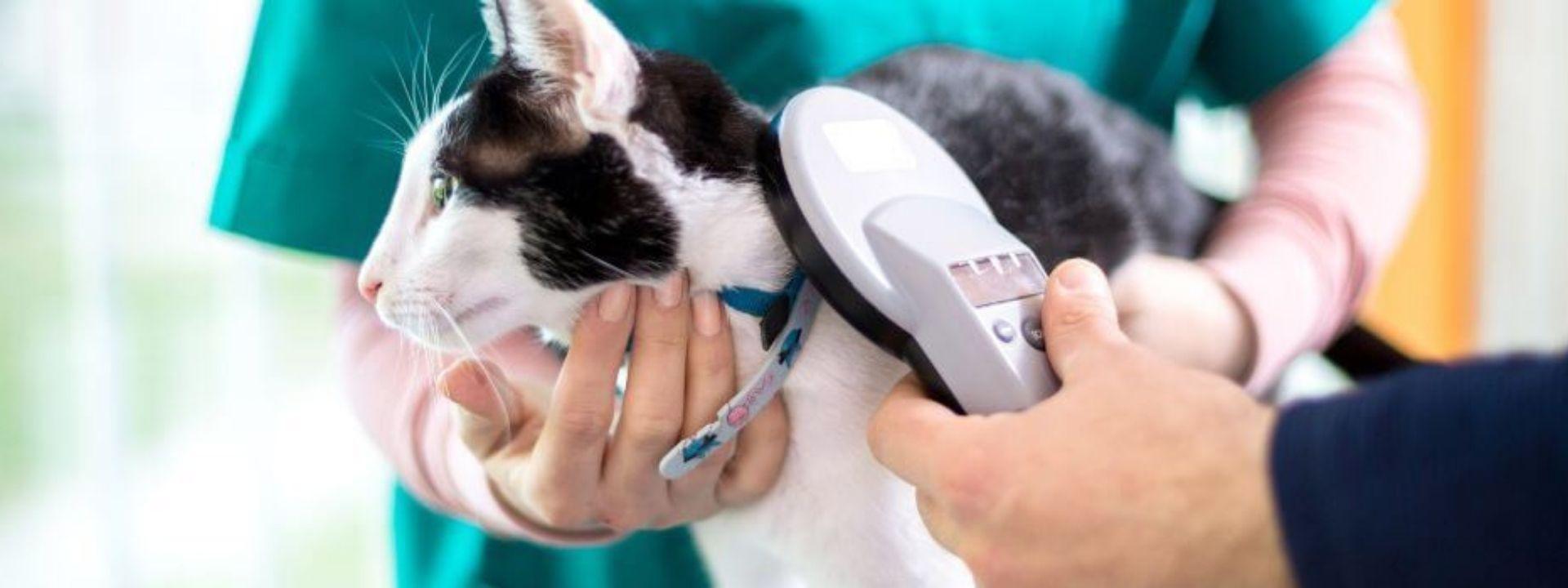 cat scan 