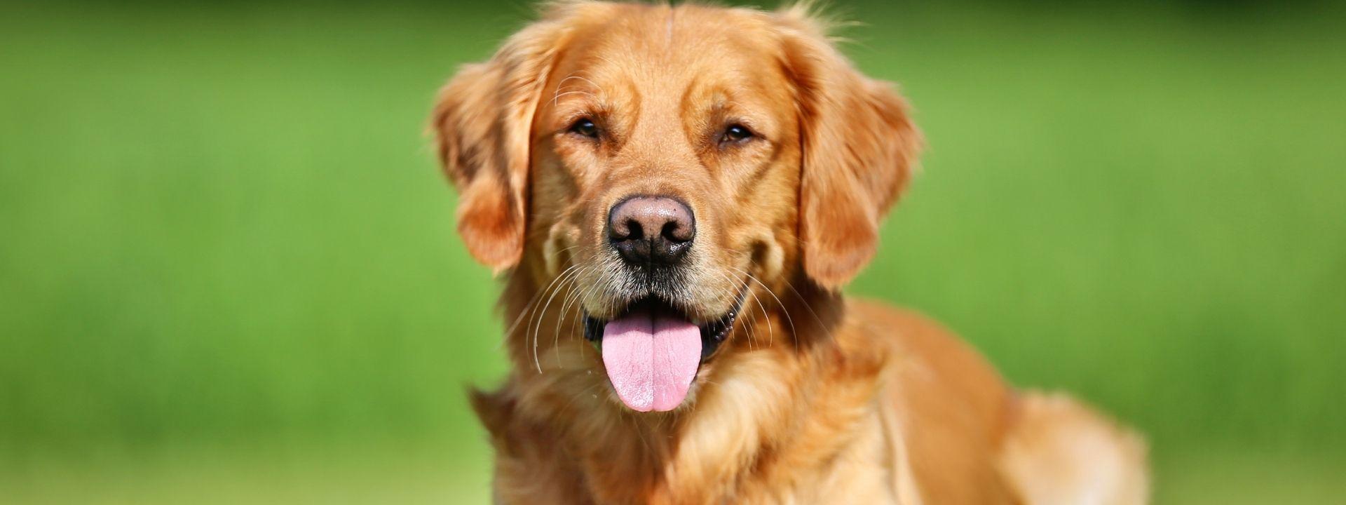 Dog outside 