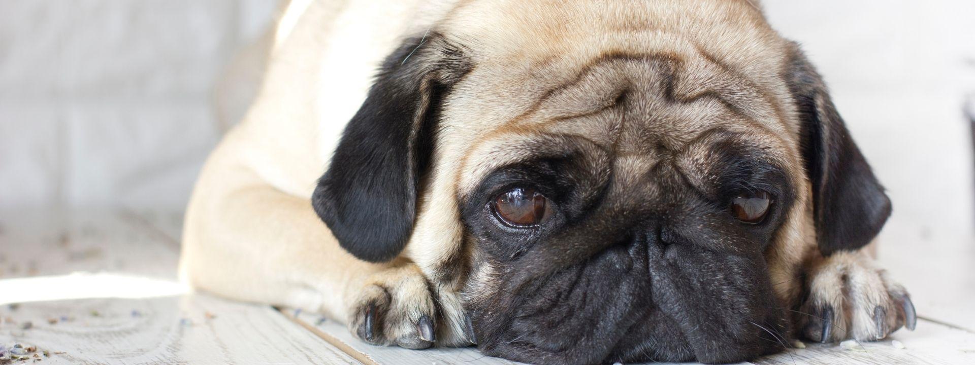 sad pug 