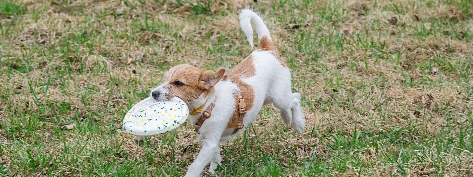 frisbee