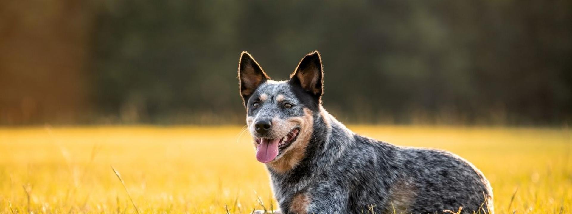 Dog outside 