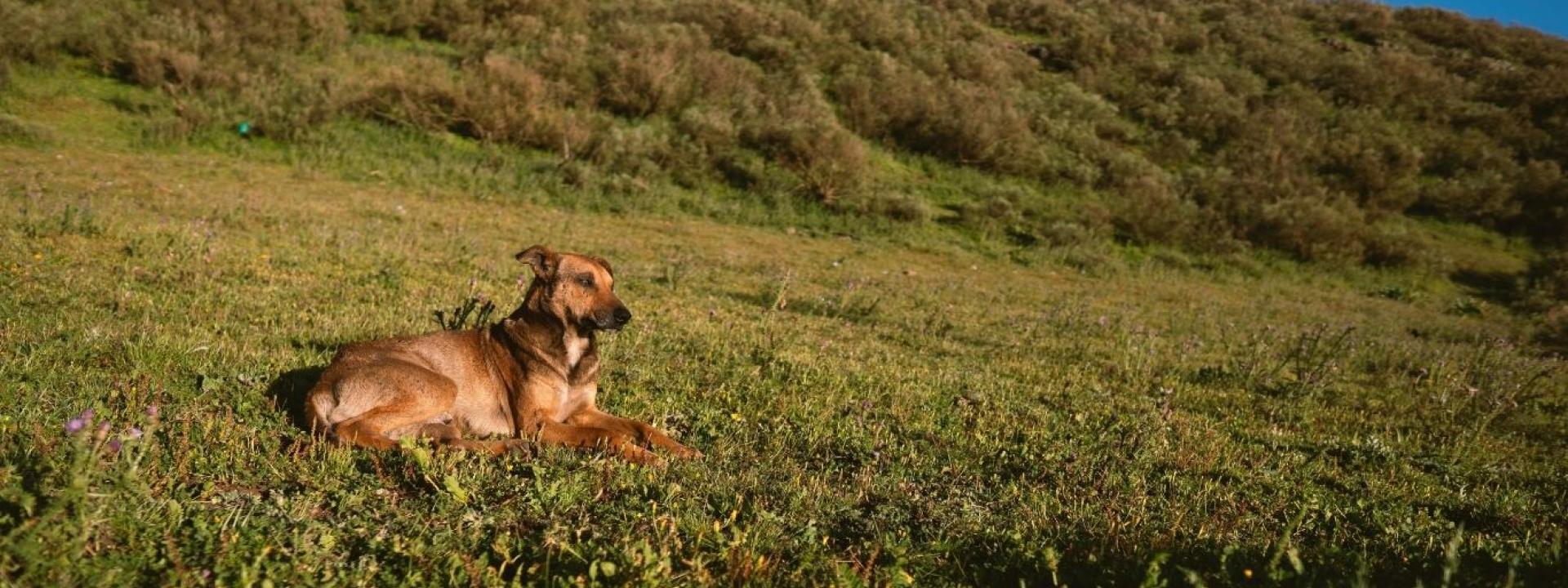 Dog outside 