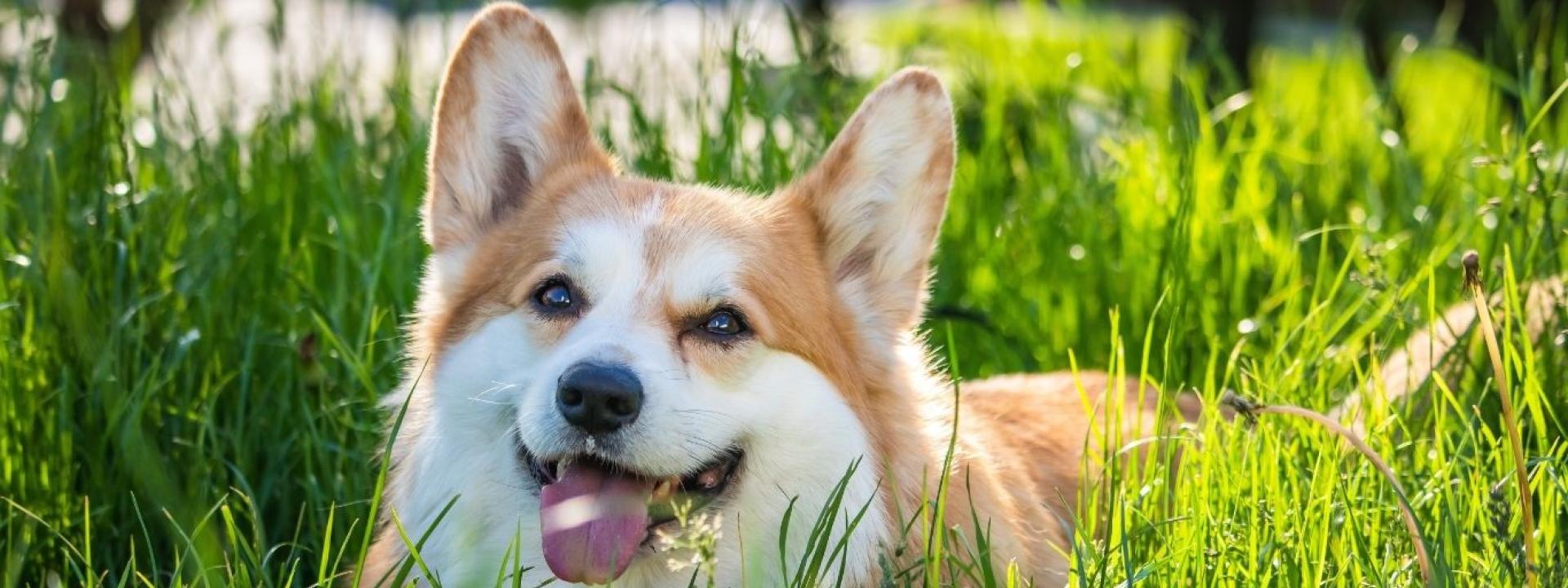 Dog outside 