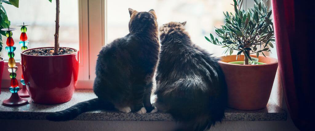 Indoor Cats looking outside.